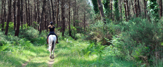 Balade en forêt à cheval