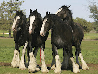 Chevaux Clydesdales