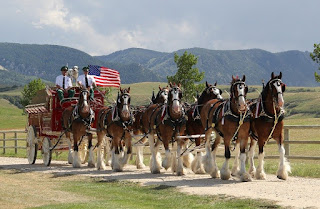 Chevaux Clydesdales