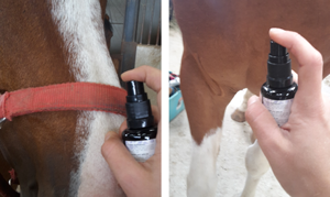 Spray concentration cheval