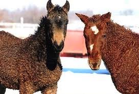 Chevaux curly