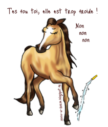 Mon cheval à peur de la douche, que faire ?