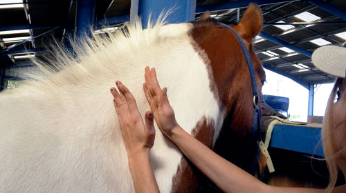 Massage dynamique cheval