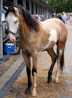 Pie isabelle cheval paint horse