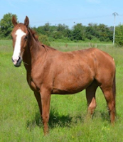 Paint-horse "solid"