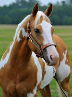 Joli cheval paint horse