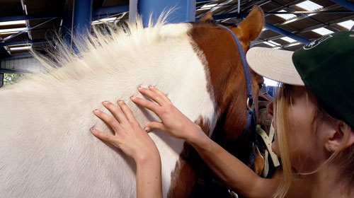 Massage du cheval