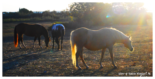 Des chevaux pour voisins