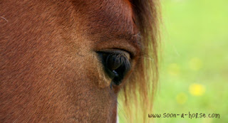 regard doux cheval