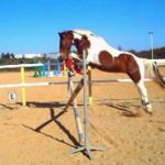 Cheval qui saute en liberté