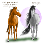 Kala produits pour chevaux